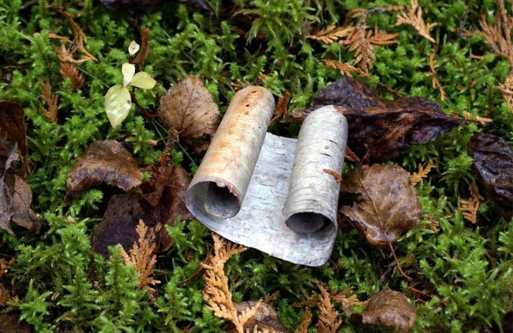 Birch bark lying on the forest ground.